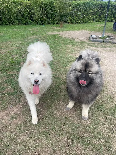 Le Cocon des Chiens à La Talaudière