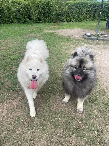 Le Cocon des Chiens à La Talaudière