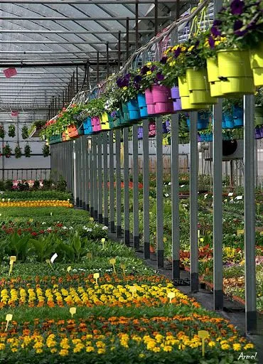 LES SERRES DE L'ETANG MIRABEAU à La Talaudière